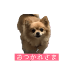 ぽめちわのぽち（個別スタンプ：1）