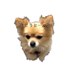ぽめちわのぽち（個別スタンプ：6）