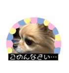 ぽめちわのぽち（個別スタンプ：8）