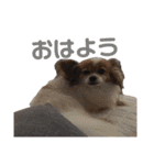 こやまけのなかまたち（個別スタンプ：4）