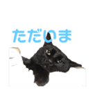 こやまけのなかまたち（個別スタンプ：8）