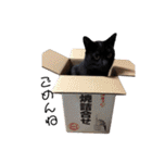 こやまけのなかまたち（個別スタンプ：16）