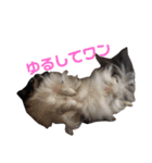 こやまけのなかまたち（個別スタンプ：30）