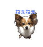 こやまけのなかまたち（個別スタンプ：33）