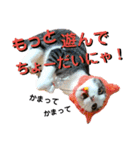 サバ白猫のココさん（個別スタンプ：3）