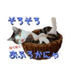 サバ白猫のココさん（個別スタンプ：5）