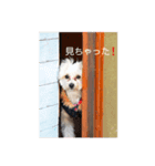 ポメプーミルキー②（個別スタンプ：7）