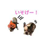 フレンチブル☆ココちゃん（個別スタンプ：13）