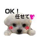 うちのわんこスタンプ3♡（個別スタンプ：1）