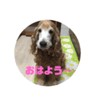 イングリッシュコッカーのゆらたん（個別スタンプ：1）