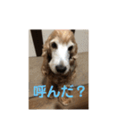 イングリッシュコッカーのゆらたん（個別スタンプ：5）