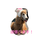 イングリッシュコッカーのゆらたん（個別スタンプ：7）