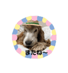 イングリッシュコッカーのゆらたん（個別スタンプ：13）