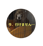 イングリッシュコッカーのゆらたん（個別スタンプ：33）