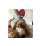 イングリッシュコッカーのゆらたん（個別スタンプ：39）