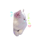 白猫ルルちゃんのスタンプ♪（個別スタンプ：8）