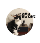 ハチワレらぶりー（個別スタンプ：3）