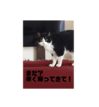 ハチワレらぶりー（個別スタンプ：4）