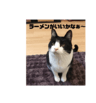 ハチワレらぶりー（個別スタンプ：8）