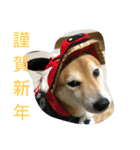 柴犬タケルの挨拶（個別スタンプ：1）