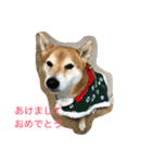 柴犬タケルの挨拶（個別スタンプ：2）