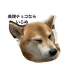 柴犬タケルの挨拶（個別スタンプ：3）
