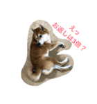 柴犬タケルの挨拶（個別スタンプ：4）