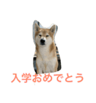 柴犬タケルの挨拶（個別スタンプ：6）