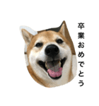 柴犬タケルの挨拶（個別スタンプ：7）