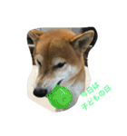柴犬タケルの挨拶（個別スタンプ：8）