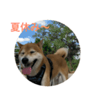 柴犬タケルの挨拶（個別スタンプ：9）