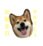 柴犬タケルの挨拶（個別スタンプ：11）