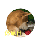 柴犬タケルの挨拶（個別スタンプ：12）