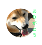 柴犬タケルの挨拶（個別スタンプ：13）