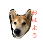 柴犬タケルの挨拶（個別スタンプ：15）