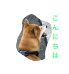 柴犬タケルの挨拶（個別スタンプ：16）