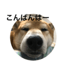 柴犬タケルの挨拶（個別スタンプ：17）