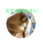 柴犬タケルの挨拶（個別スタンプ：18）