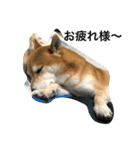 柴犬タケルの挨拶（個別スタンプ：19）