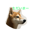 柴犬タケルの挨拶（個別スタンプ：20）