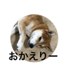 柴犬タケルの挨拶（個別スタンプ：21）