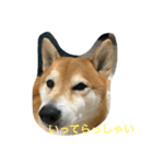 柴犬タケルの挨拶（個別スタンプ：22）