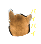 柴犬タケルの挨拶（個別スタンプ：24）