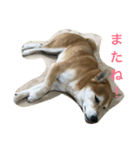 柴犬タケルの挨拶（個別スタンプ：25）