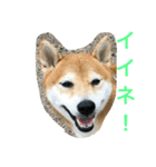 柴犬タケルの挨拶（個別スタンプ：26）