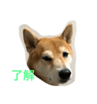 柴犬タケルの挨拶（個別スタンプ：27）