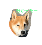 柴犬タケルの挨拶（個別スタンプ：28）