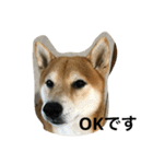 柴犬タケルの挨拶（個別スタンプ：29）