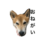 柴犬タケルの挨拶（個別スタンプ：30）