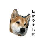 柴犬タケルの挨拶（個別スタンプ：31）